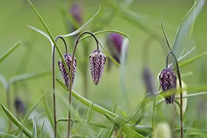 Chequerboard Flower Drucke: Charming chequerboard flower, spring, Germany