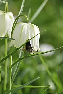 German Wildflower Drucke: Charming chequerboard flower, spring, Germany