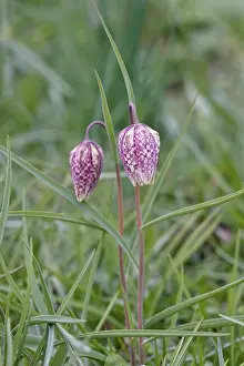 Checkerboard Flower Drucke: Charming chequerboard flower, spring, Germany