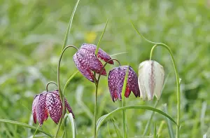Checkerboard Flower Drucke: Charming chequerboard flower, spring, Germany