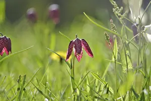 Snakes Head Fritillary Drucke: Charming chequerboard flower, spring, Germany