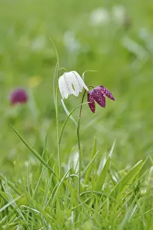Snakes Head Fritillary Drucke: Charming chequerboard flower, spring, Germany