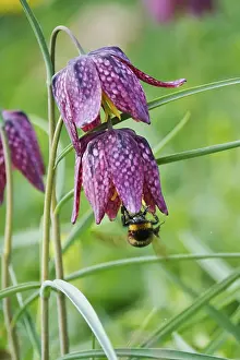 German Wildflower Drucke: Charming chequerboard flower, spring, Germany
