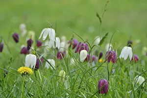 Spring In Germany Drucke: Charming chequerboard flower, spring, Germany