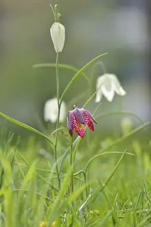 Snakes Head Fritillary Drucke: Charming chequerboard flower, spring, Germany
