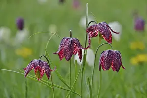 Snakes Head Fritillary Drucke: Charming chequerboard flower, spring, Germany