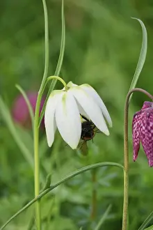 Snakes Head Fritillary Drucke: Charming chequerboard flower, spring, Germany
