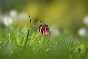 Snakes Head Fritillary Drucke: Charming chequerboard flower, spring, Germany