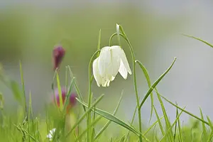 Snakes Head Fritillary Drucke: Charming chequerboard flower, spring, Germany