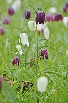 Snakes Head Fritillary Drucke: Charming chequerboard flower, spring, Germany