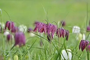 Snakes Head Fritillary Drucke: Charming chequerboard flower, spring, Germany