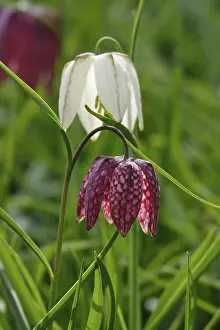 Checkerboard Lily Pattern Drucke: Charming chequerboard flower, spring, Germany