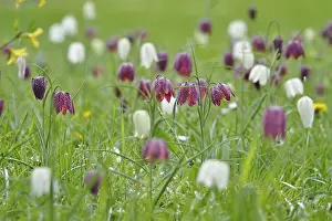 Snakes Head Fritillary Drucke: Charming chequerboard flower, spring, Germany