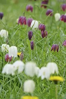 German Wildflower Drucke: Charming chequerboard flower, spring, Germany
