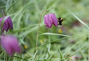 Uninhabited Nature Scenes Europe Drucke: Charming chequerboard flower, spring, Germany