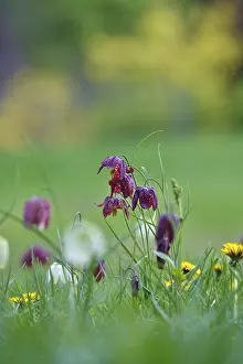 Checkerboard Lily Pattern Drucke: Charming chequerboard flower, spring, Germany