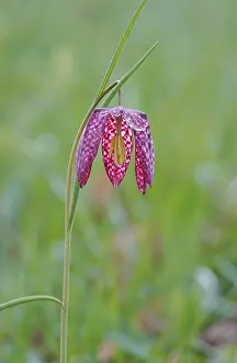 German Wildflower Drucke: Charming chequerboard flower, spring, Germany