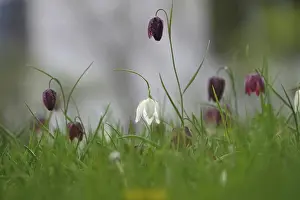 Springtime Blooms In Germany Drucke: Charming chequerboard flower, spring, Germany