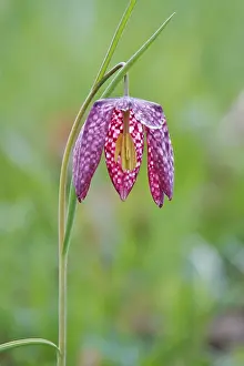 German Wildflower Drucke: Charming chequerboard flower, spring, Germany