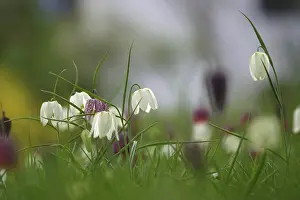 German Wildflower Drucke: Charming chequerboard flower, spring, Germany