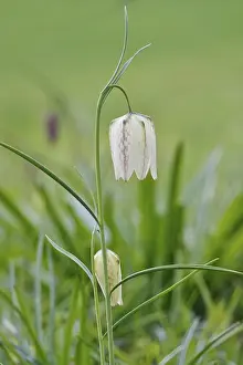 German Wildflower Drucke: Charming chequerboard flower, spring, Germany