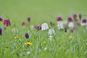 Snakes Head Fritillary Drucke: Charming chequerboard flower, spring, Germany
