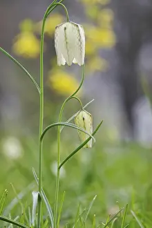 Snakes Head Fritillary Bloom Drucke: Charming chequerboard flower, spring, Germany
