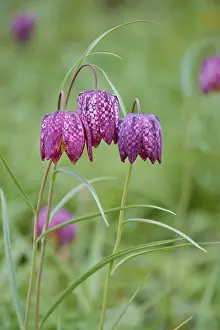 Spring In Germany Drucke: Charming chequerboard flower, spring, Germany