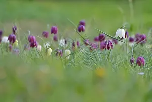 German Wildflower Drucke: Charming chequerboard flower, spring, Germany