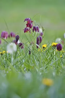 Spring In Germany Drucke: Charming chequerboard flower, spring, Germany