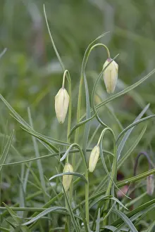 Snakes Head Fritillary Drucke: Charming chequerboard flower, spring, Germany