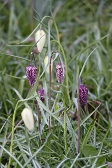 Checkerboard Lily Pattern Drucke: Charming chequerboard flower, spring, Germany