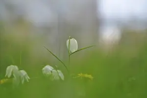 German Wildflower Drucke: Charming chequerboard flower, spring, Germany