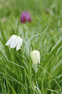 Checkerboard Lily Pattern Drucke: Charming chequerboard flower, spring, Germany