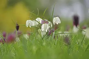 German Wildflower Drucke: Charming chequerboard flower, spring, Germany