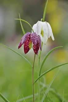 German Wildflower Drucke: Charming chequerboard flower, spring, Germany