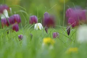Checkerboard Lily Pattern Drucke: Charming chequerboard flower, spring, Germany