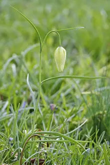 Springtime Flowering Plants Drucke: Charming chequerboard flower, spring, Germany