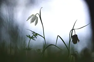 Wildflower In Germany Drucke: Charming chequerboard flower, spring, Germany