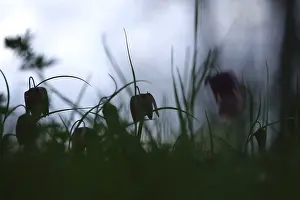 Wildflower In Germany Drucke: Charming chequerboard flower, spring, Germany