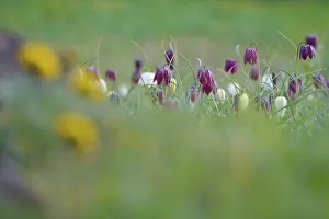 Endangered Species Germany Drucke: Charming chequerboard flower, spring, Germany
