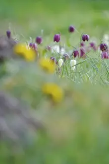 Wildflowers In Germany Drucke: Charming chequerboard flower, spring, Germany