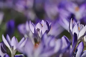Spring Heralds In Germany Drucke: Charming crocus blossom, Germany
