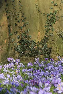 Spring Blooms Germany Drucke: Charming crocuses (Crocus) announce spring