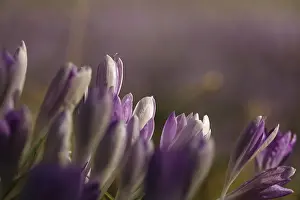Early Spring Bloomers Drucke: Charming crocuses (Crocus) announce spring
