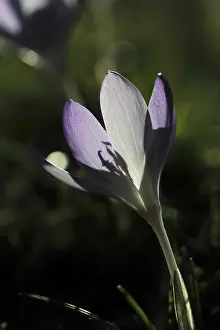 Nature Inflorescence Drucke: Charming crocuses (Crocus) announce spring