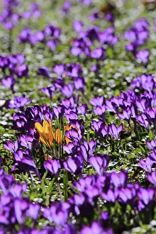 Vernal Bloom Drucke: Charming crocuses (Crocus) announce spring