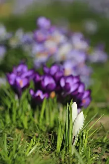 Eastern Germany Landscapes Drucke: Charming crocuses (Crocus) announce spring