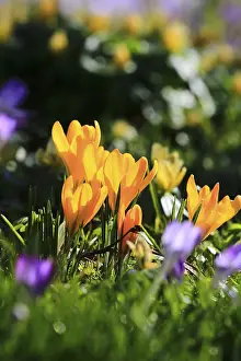 Early Spring Bloomers Drucke: Charming crocuses (Crocus) announce spring