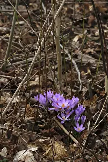 Early Spring Bloomers Drucke: Charming crocuses (Crocus) announce spring